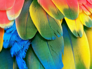 Conseils pour faire de la photo macro 3