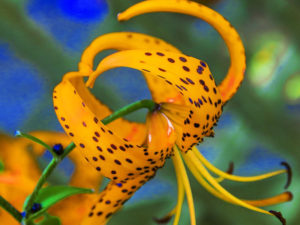 Conseils pour faire de la photo macro 5