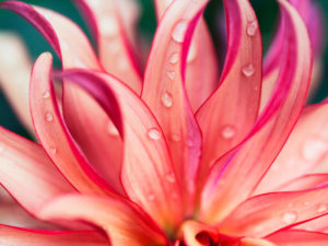 Conseils pour faire de la photo macro 8